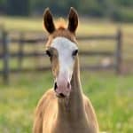 Horse Marking – Bald face