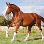 Nice sorrel horse running on the pasture in summer