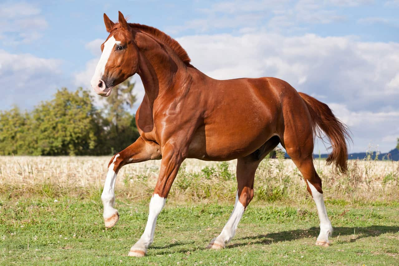 Nice sorrel horse running on the pasture in summer