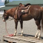 Horse Marking – Boot