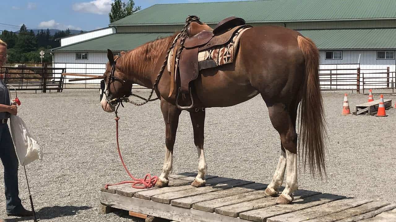 Horse Marking – Boot