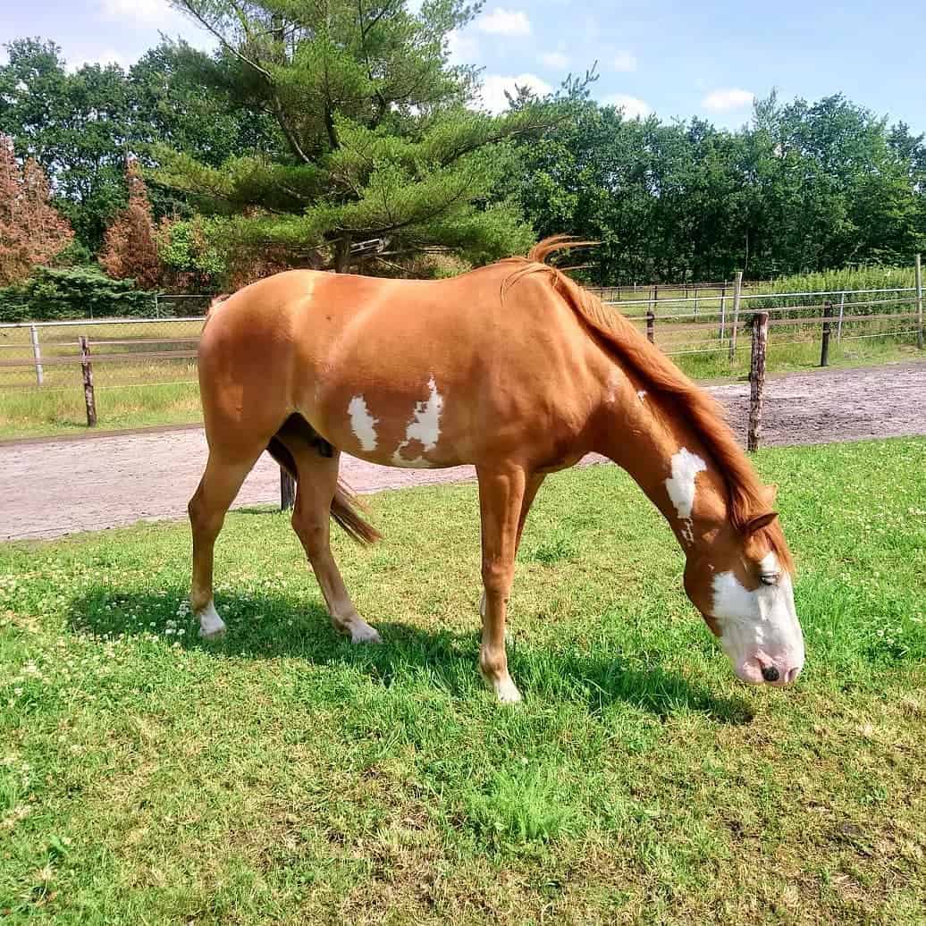 Horse Marking – Combination