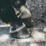 Horse Marking – Coronet