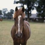 Horse Marking – Crooked