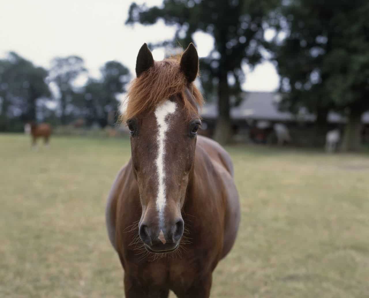 Horse Marking – Crooked