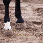 Horse Marking – Ermine