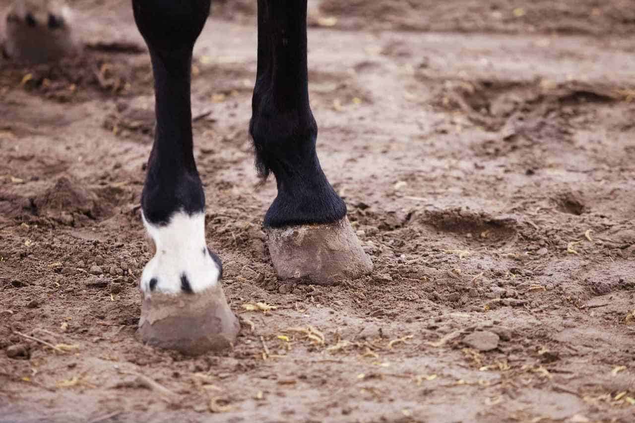 Horse Marking – Ermine