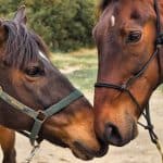 Horse Marking – Faint