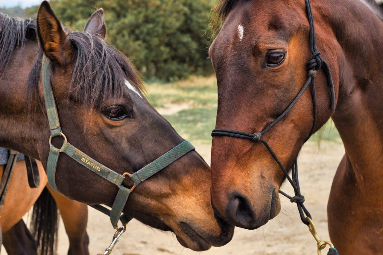 Horse Marking – Faint