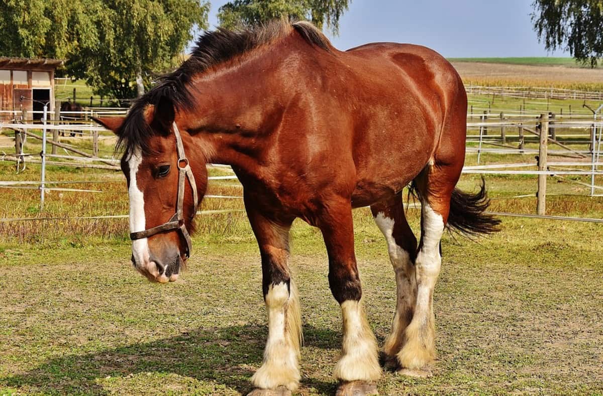 Horse Marking – Half Stocking