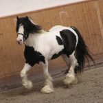 Horse Marking – High White