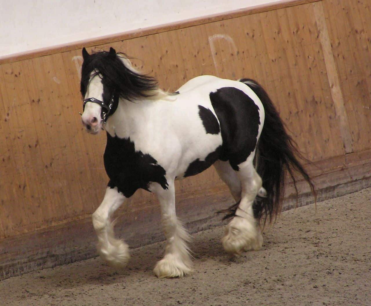 Horse Marking – High White