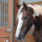 Horse Marking – Interrupted