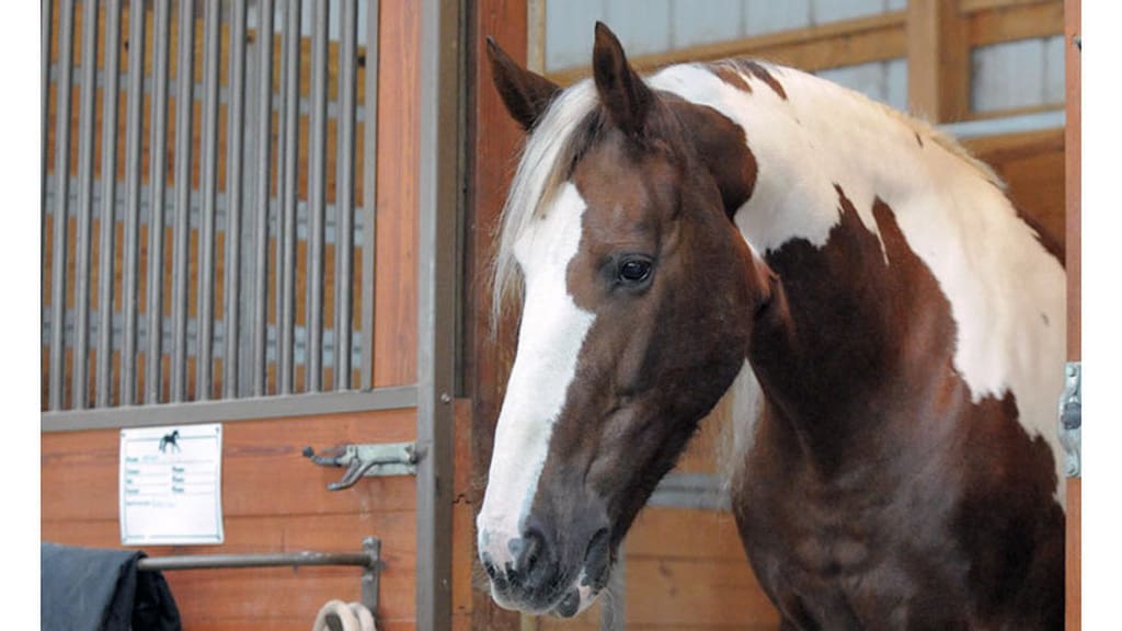 Horse Marking – Interrupted