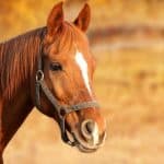 Horse Marking – Lip