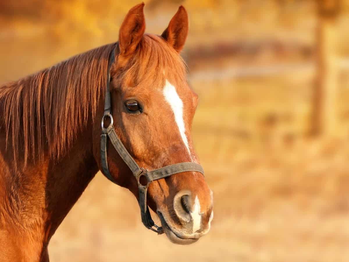 Horse Marking – Lip