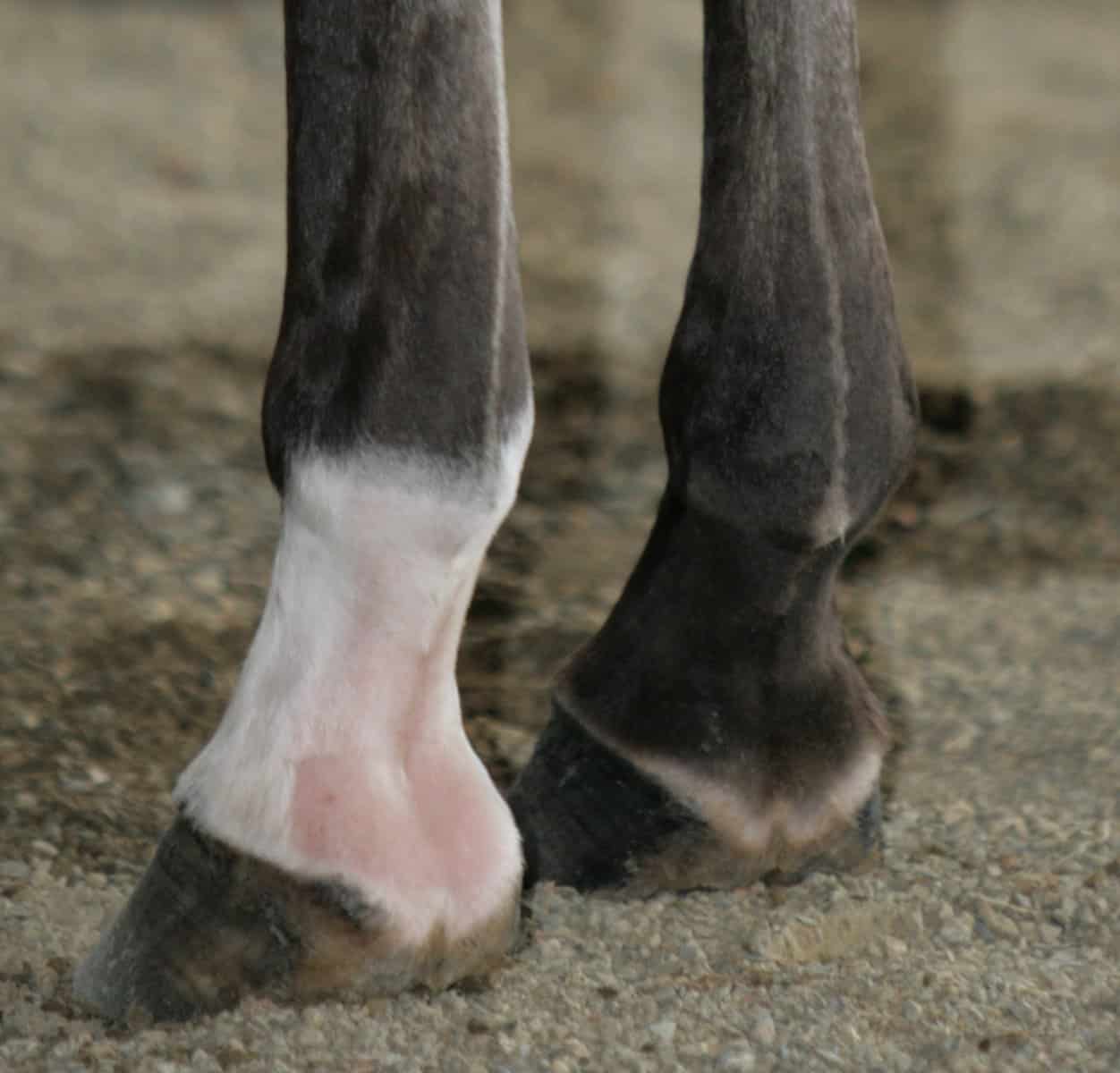 Horse Marking – Pastern