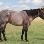 Horse Marking – Roan