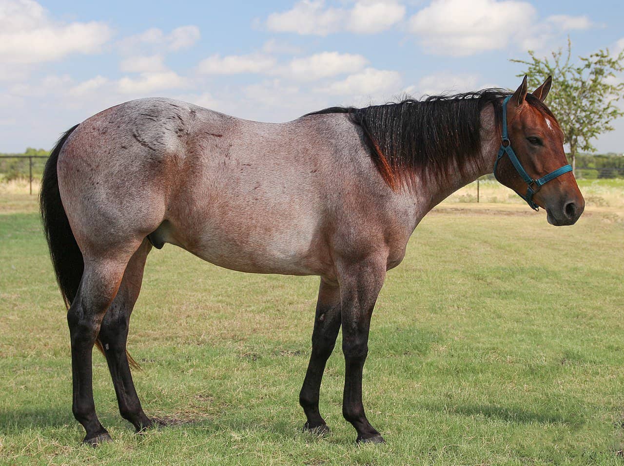 Horse Marking – Roan