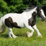Horse Marking – Shield
