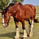 Horse Marking – Sock