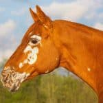 Horse Marking – Spots