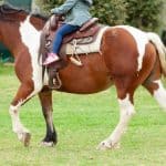 Horse Marking – Stocking