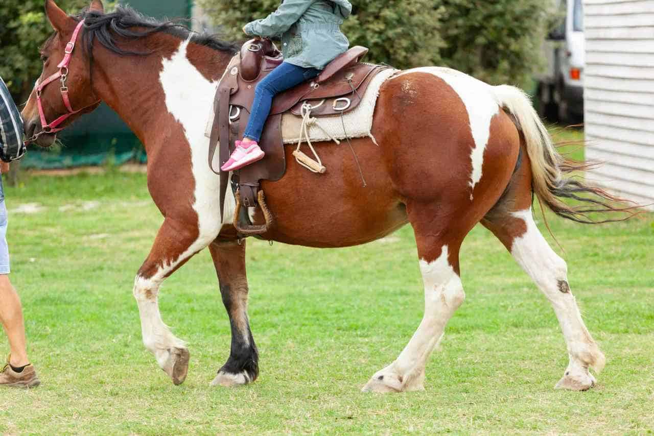 Horse Marking – Stocking