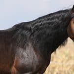 Horse Marking – Stripe