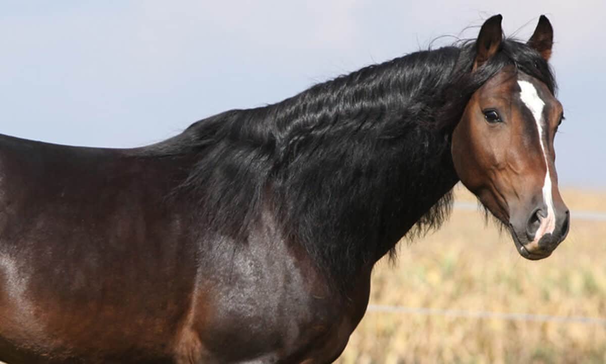 Horse Marking – Stripe