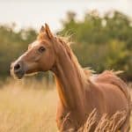 Horse Markings