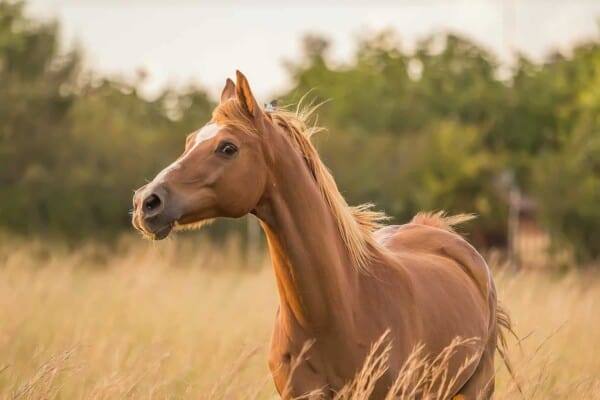 Horse Markings