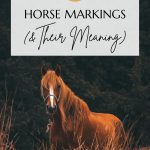 Horse Markings Pin