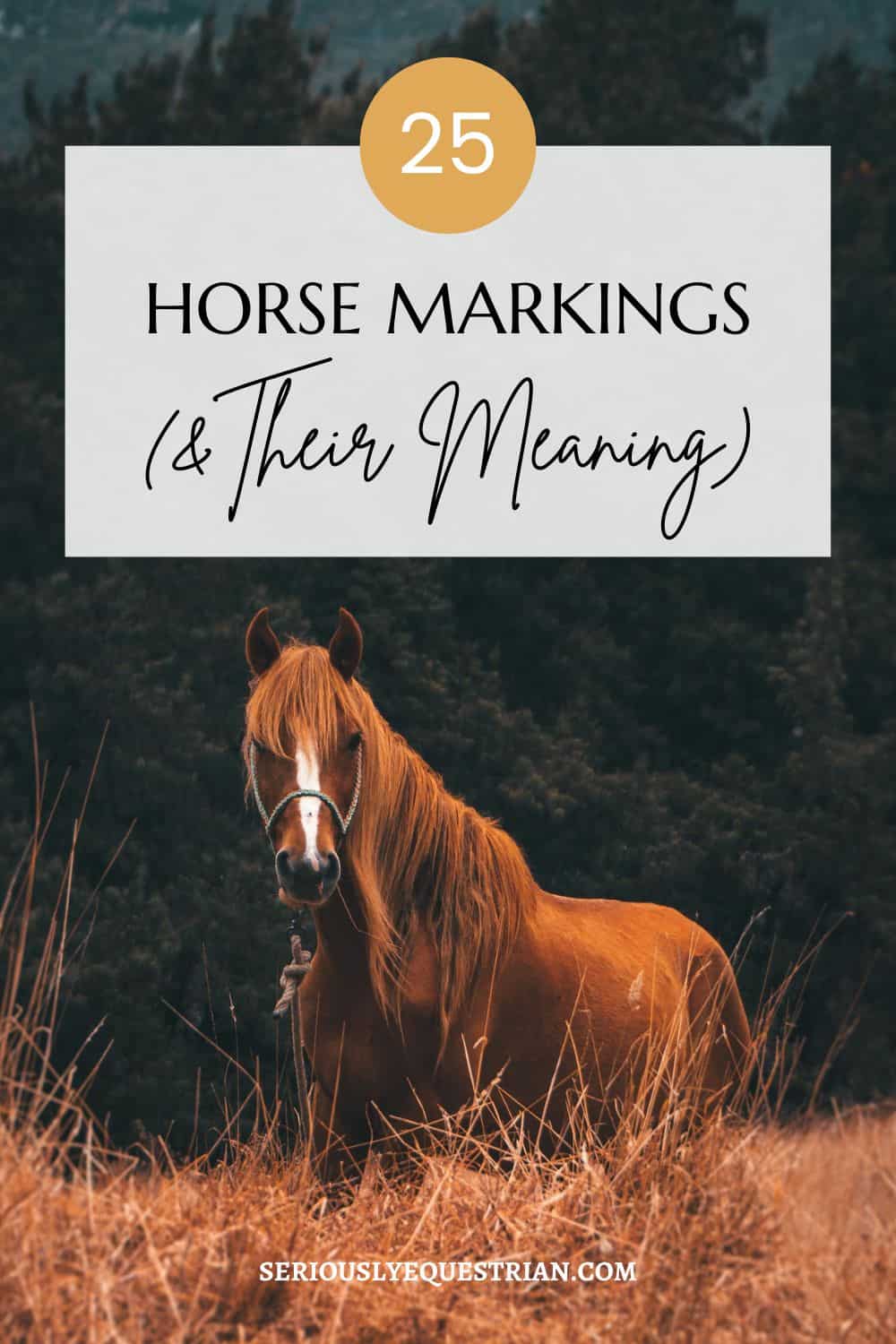 Horse Markings Pin