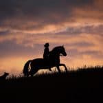 Horse Night Vision