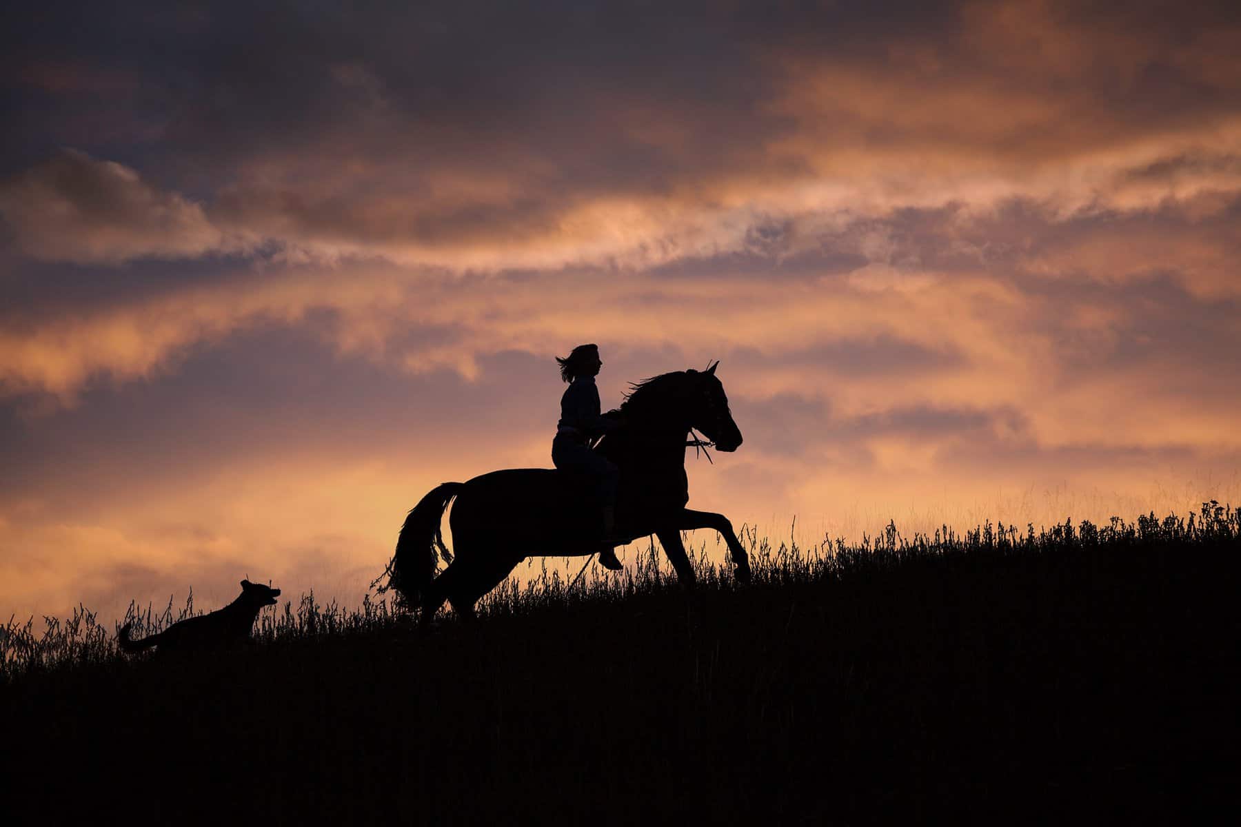 Horse Night Vision