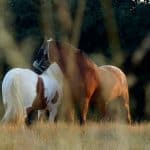 Horse Riding – Conclusion