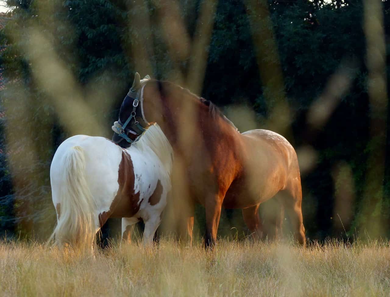 Horse Riding – Conclusion