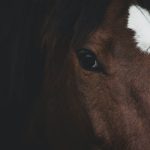 Horse Riding – Unhappy