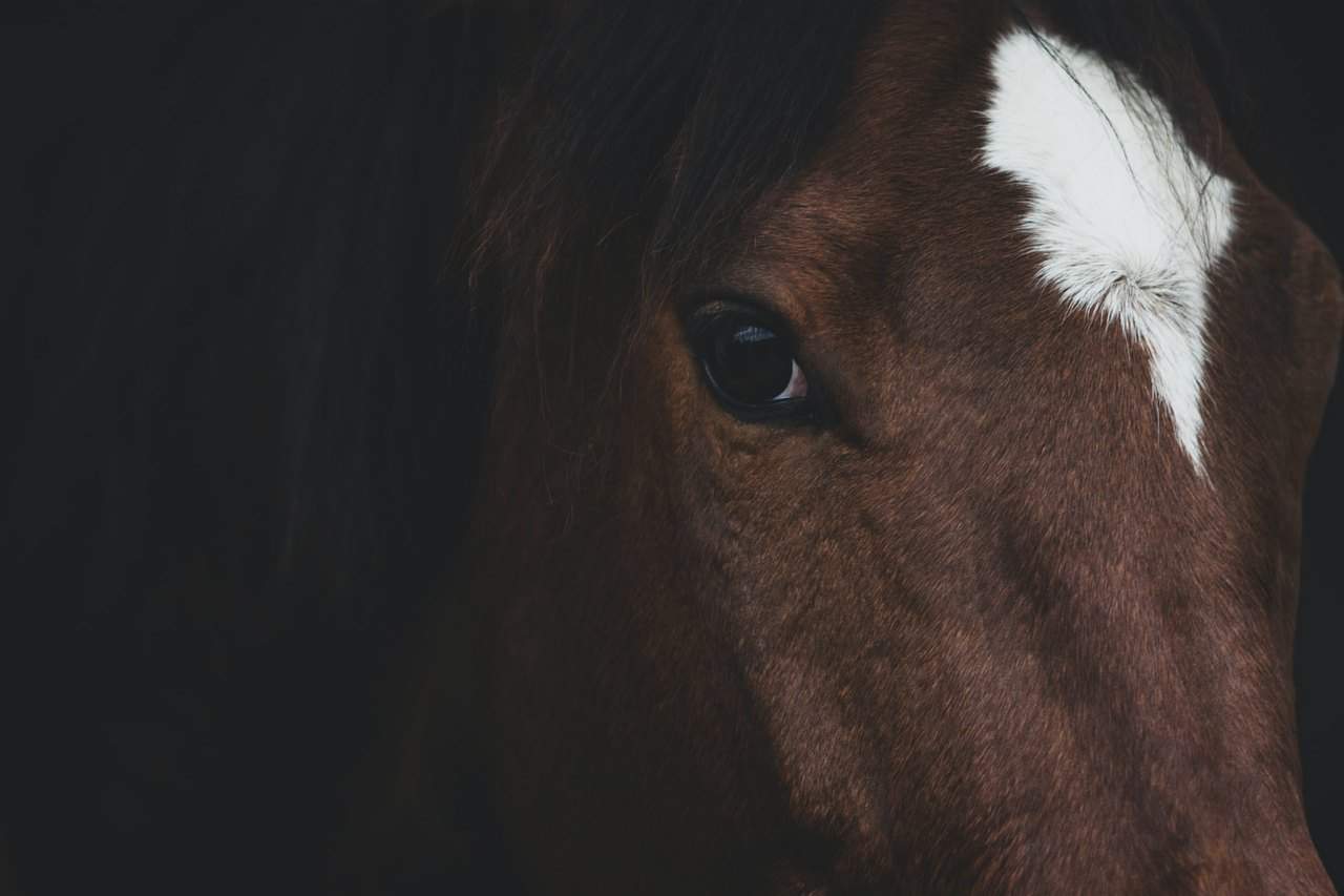 Horse Riding – Unhappy
