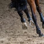 Horse Shoes – Conformation