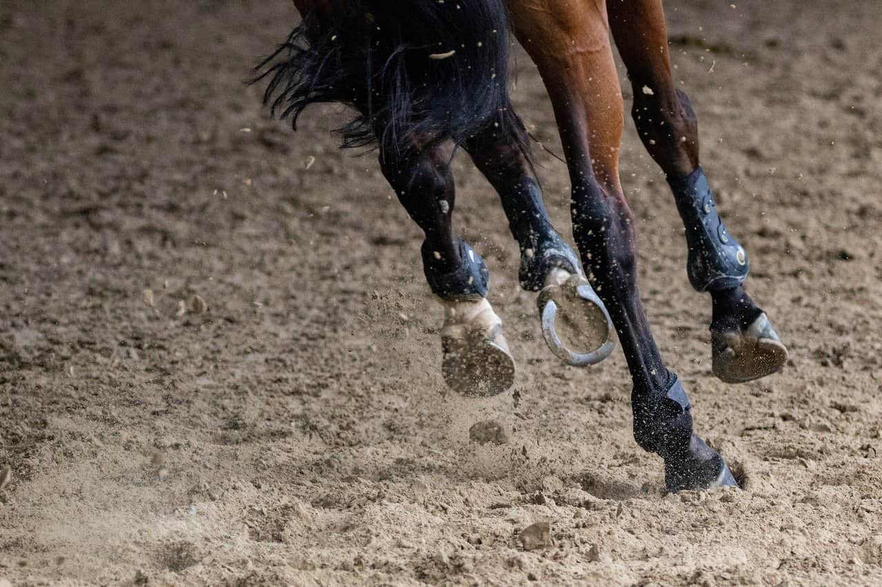 Horse Shoes – Conformation