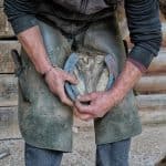 Horse Shoes – Farrier