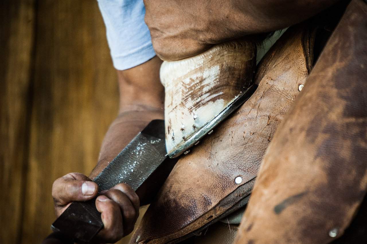Horse Shoes – Medical Issues