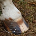 Horse Shoes – Should it