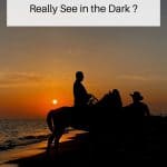 Horse see in the dark pin