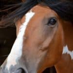Horse’s Blind Spots