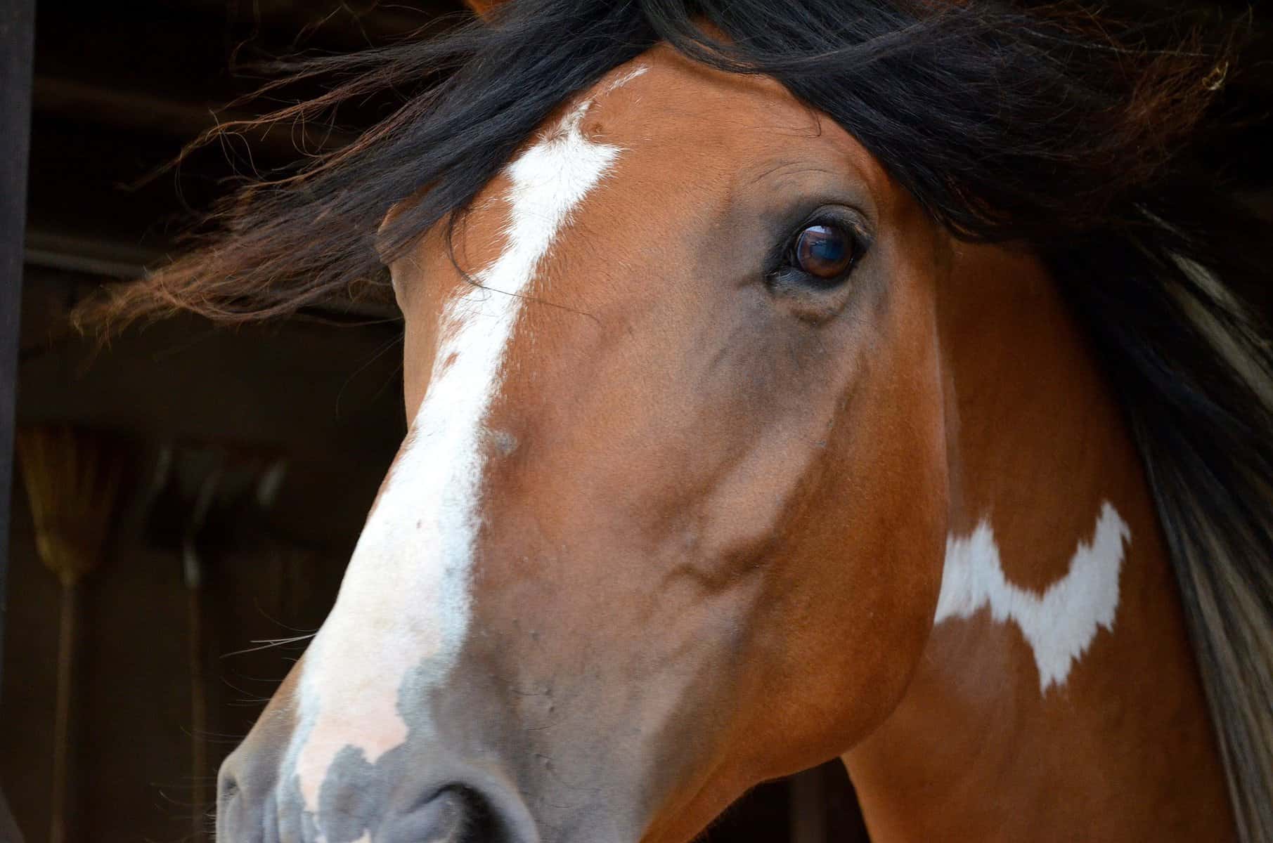 Horse’s Blind Spots