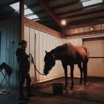 Horses See in the Dark