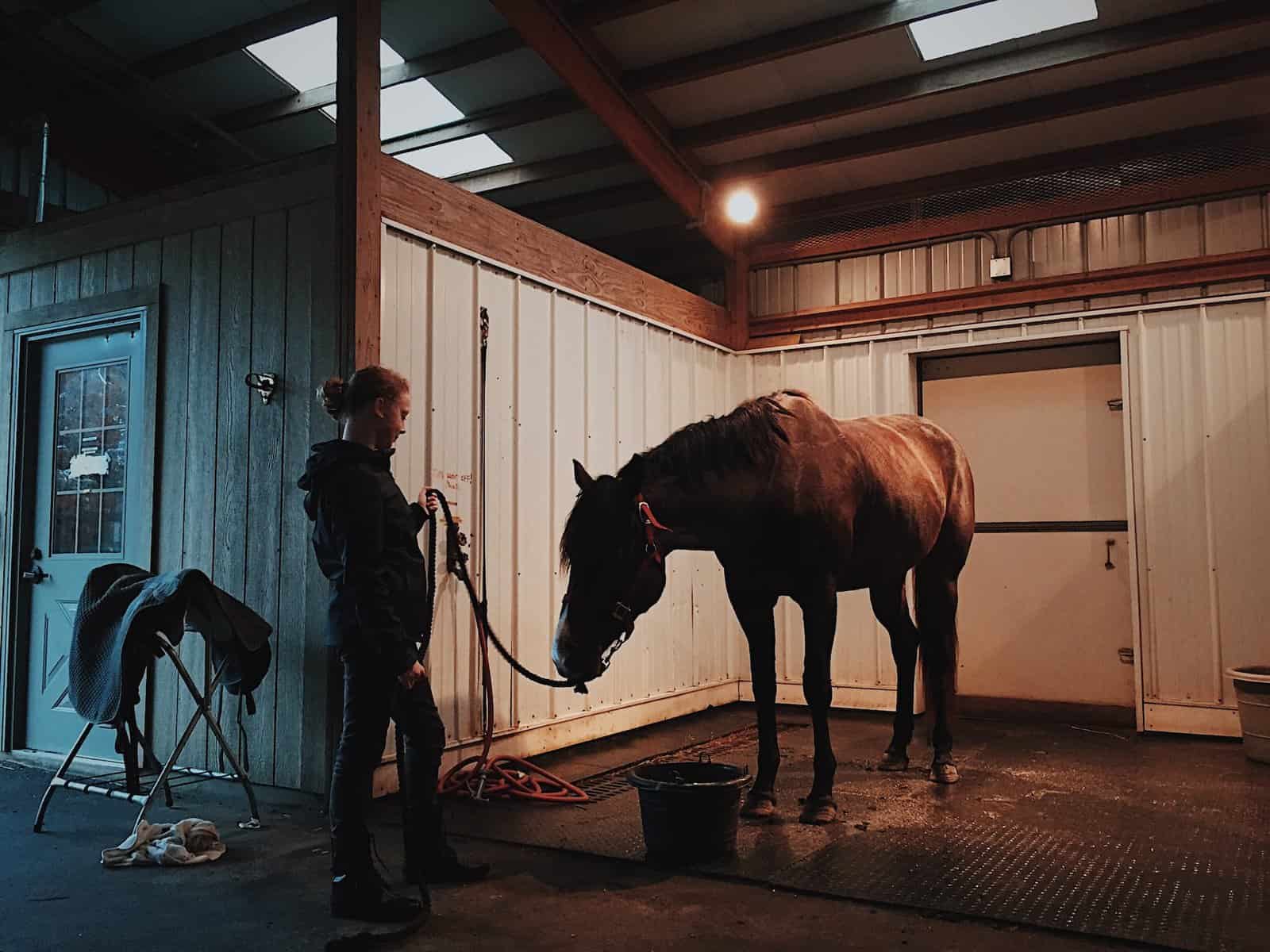 Horses See in the Dark